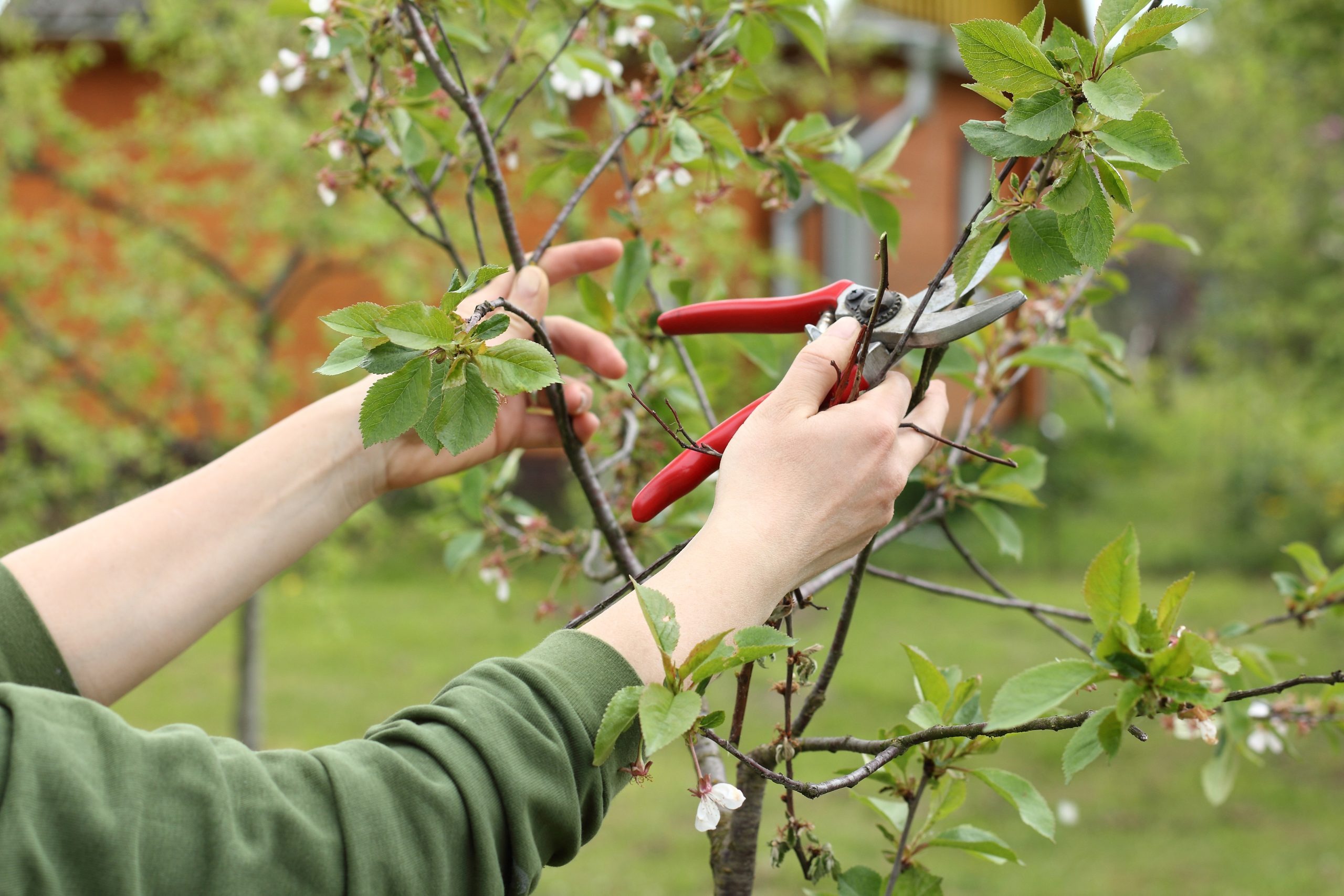 Protect Your Trees through tree surgeon Heald Green Specialist Services