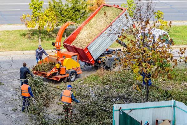 Tree Removal Service Mobile That Protects Your Property