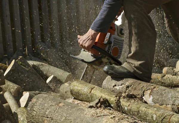 Tree Pruning Services Designed for Long Lasting Growth